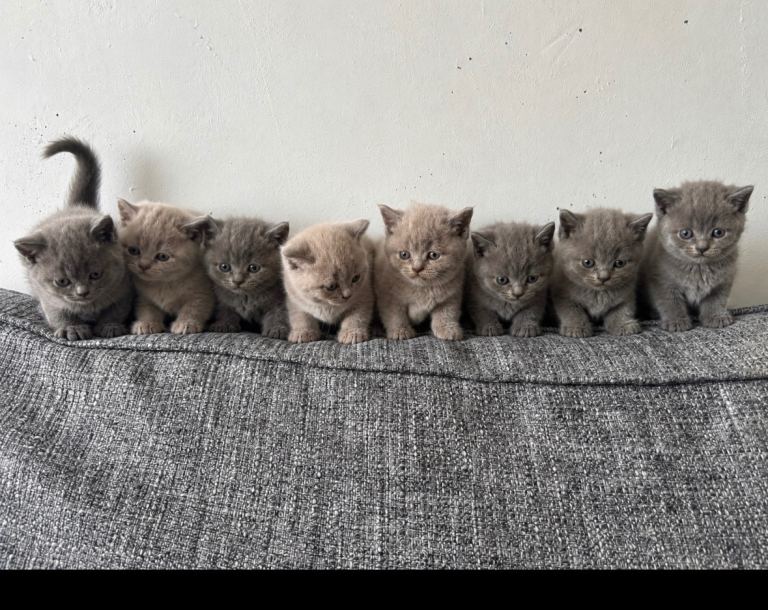 Beautiful British Shorthair Kittens BSH