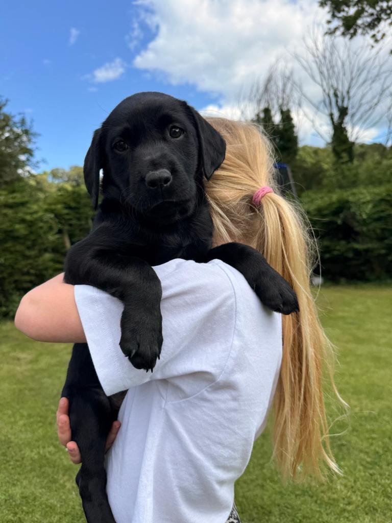 Black Labrador Puppies for Sale - KC registered
