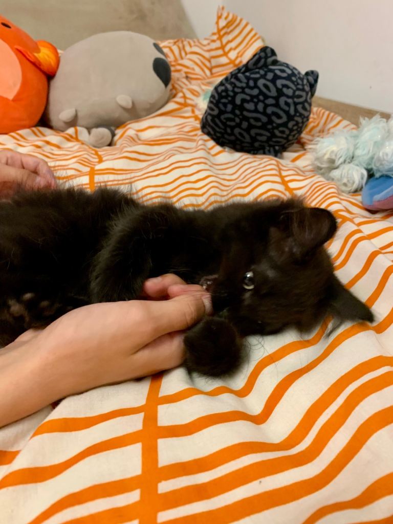 Fluffy and playful kittens 