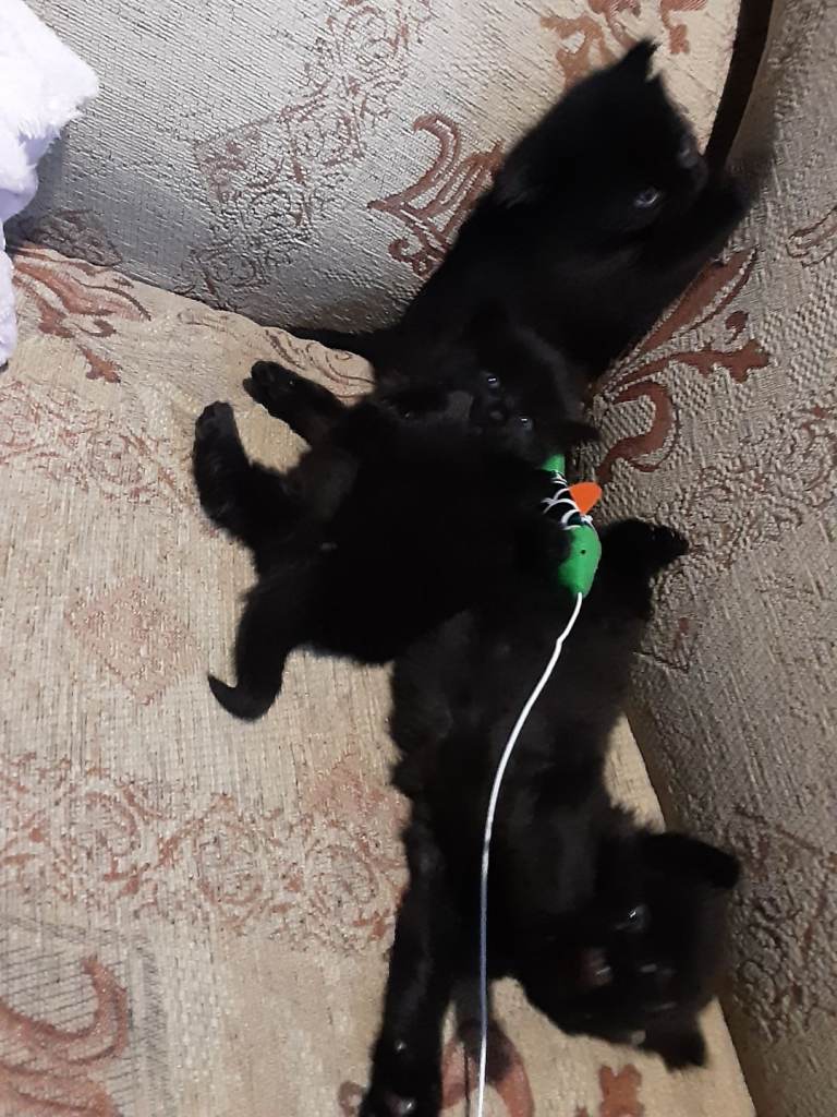Playful Kittens for sale.
