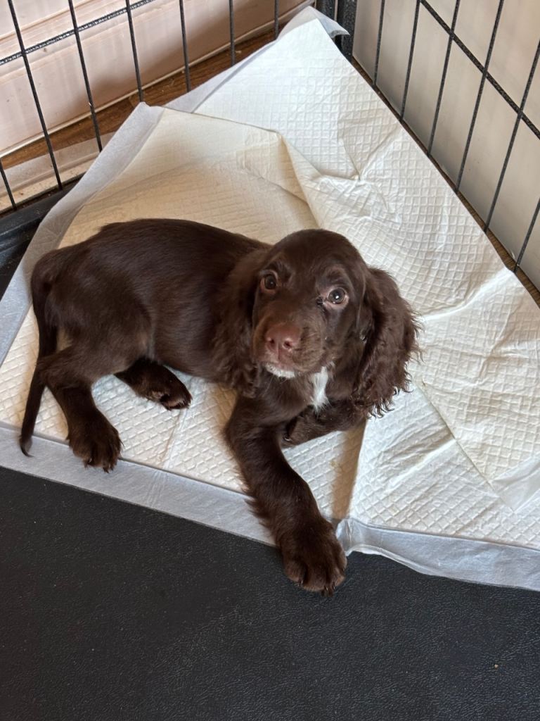 Cocker spaniel puppies 
