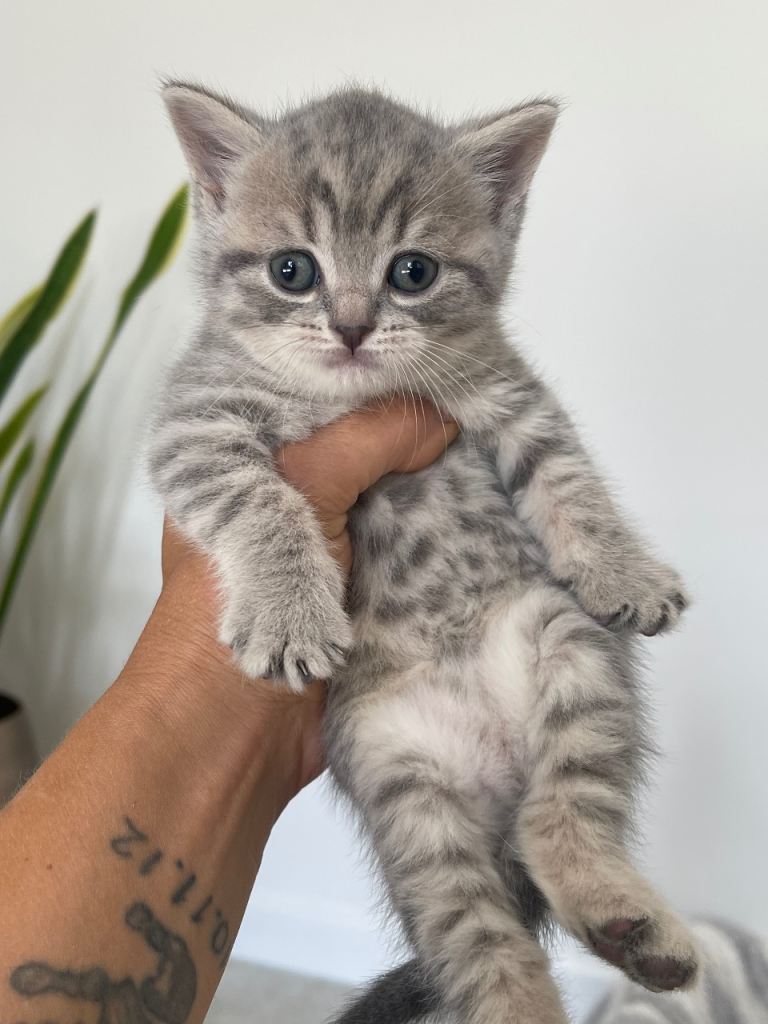 COLOURFUL LITTER OF GCCF REG BRITISH SHORTHAIR KITTENS