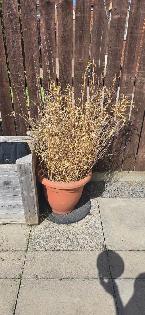 Large Terracotta Plant Pot with Dead Plant FREE
