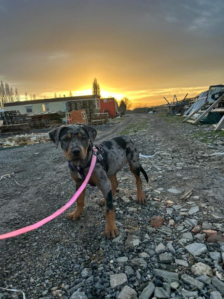 Merle Rottweiler cross breed