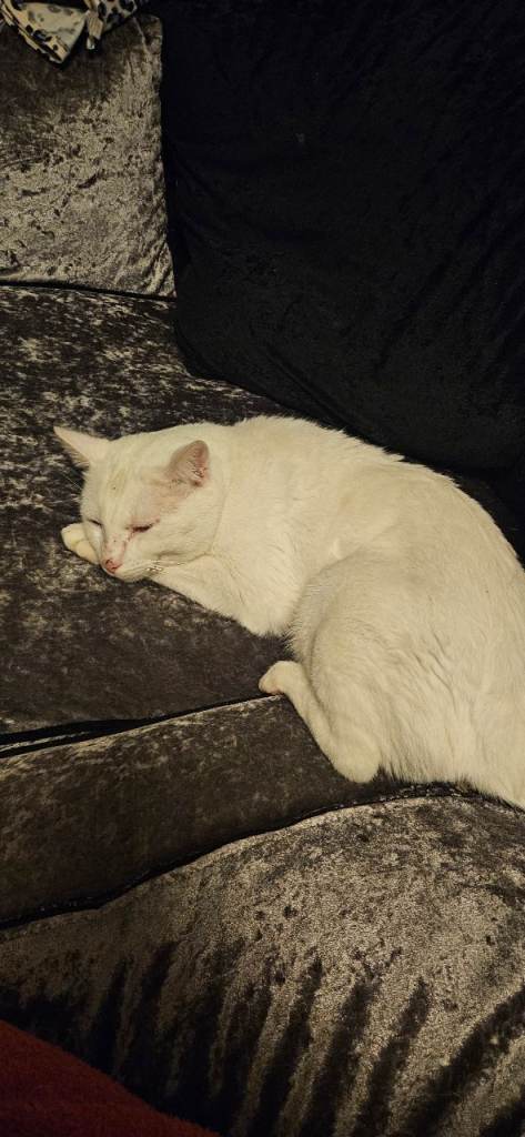 2 male cats 