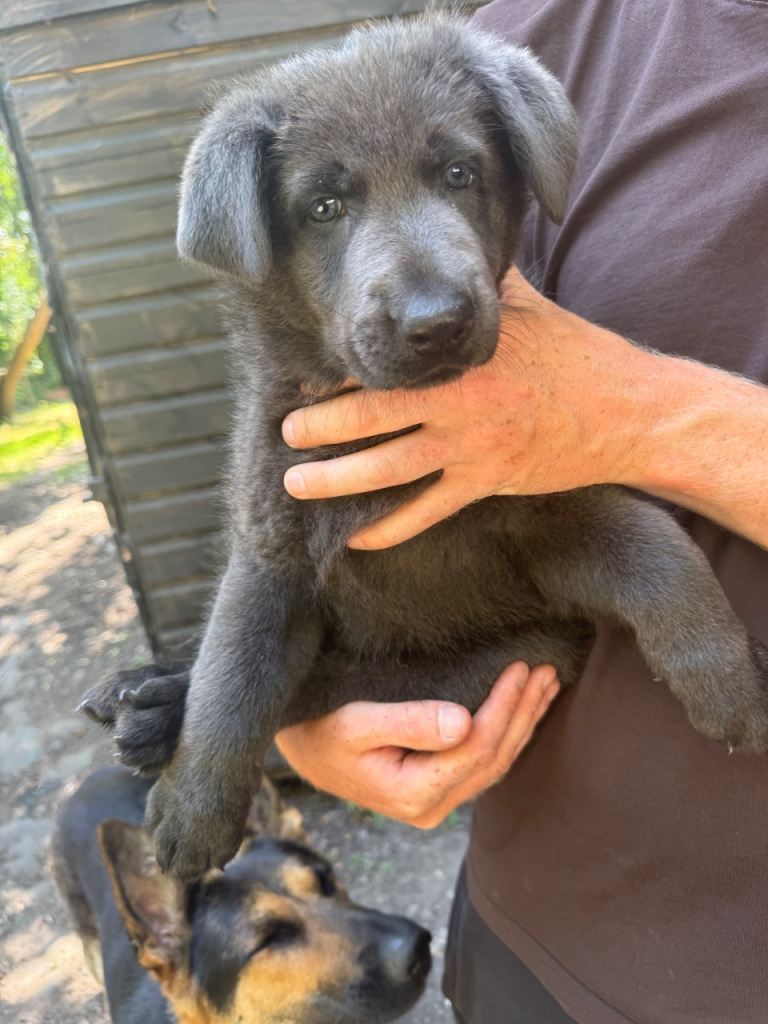 Beautiful German Shepard puppies !! WHITE MALE NOW SOLD !!