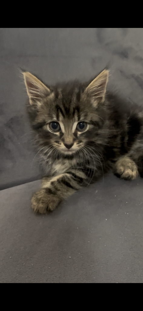 2 LEFT!!! PLAYFUL KITTENS READY TO GO TO THEIR FOREVER HOMES