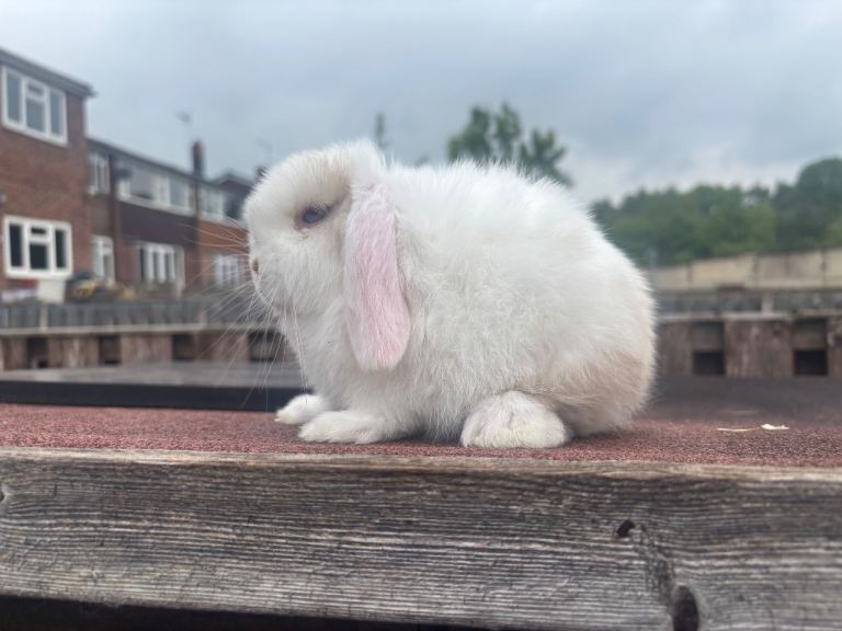 Mini lop rabbits 