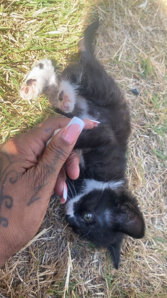 Female kitten 