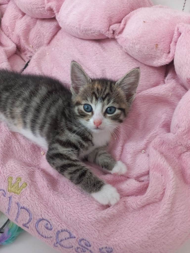 Kittens for reservation only – raised with mother - GREY GIRL still available 