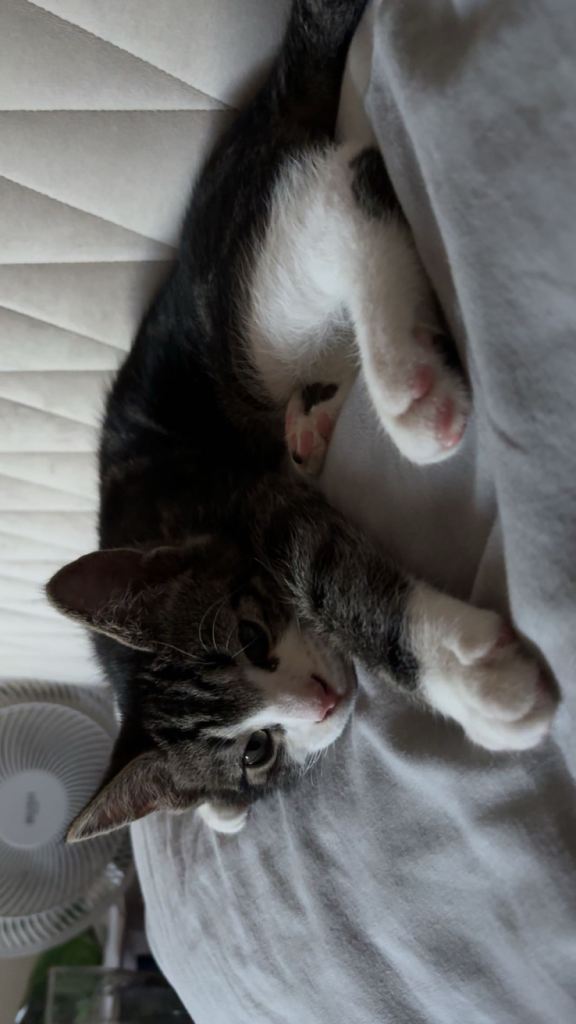 Male boy cat 4 months old