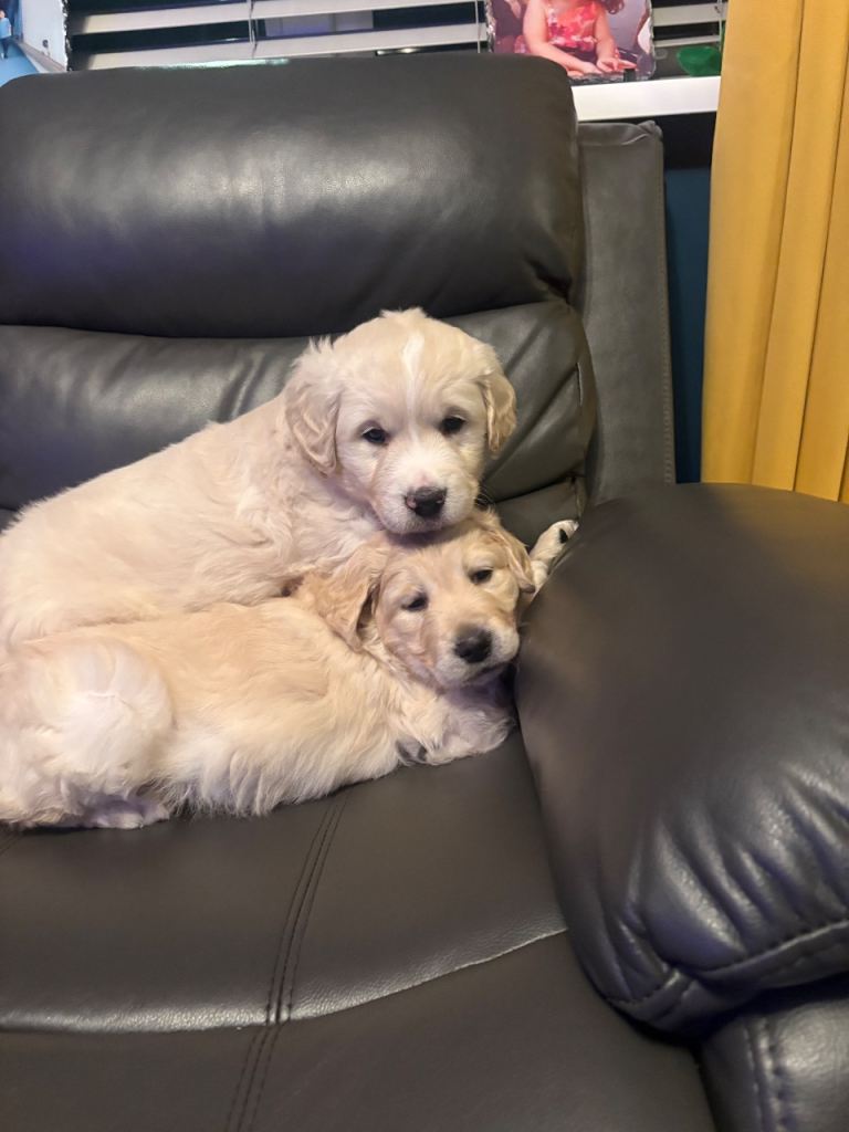 Golden Retriever Pups 10 weeks old last 2 boys 