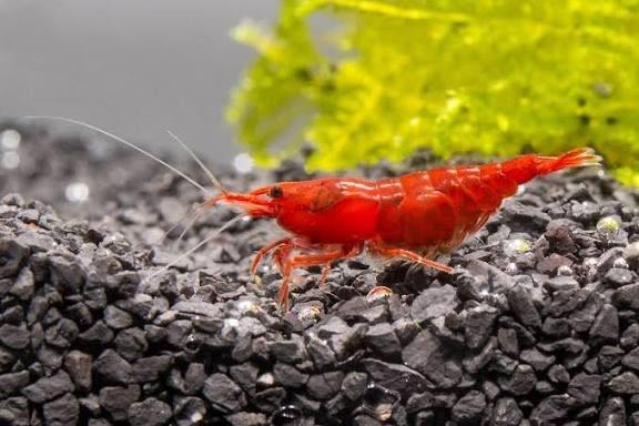 Cherry Shrimp