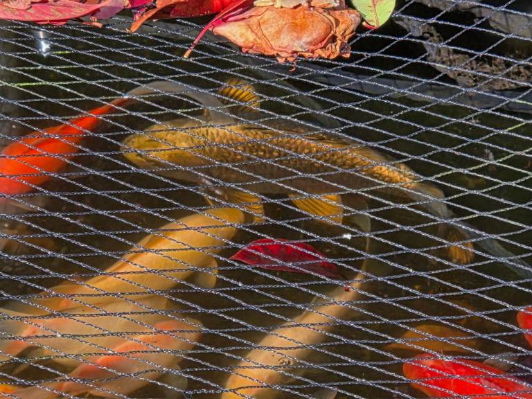Pond fish plus Koi carp