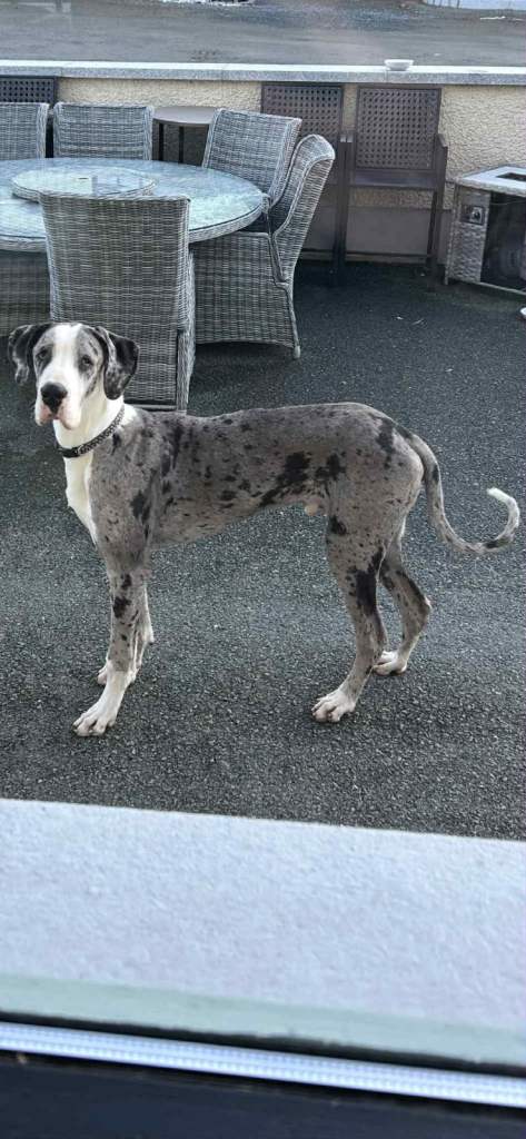 Merle Great Dane exceptional bloodline  