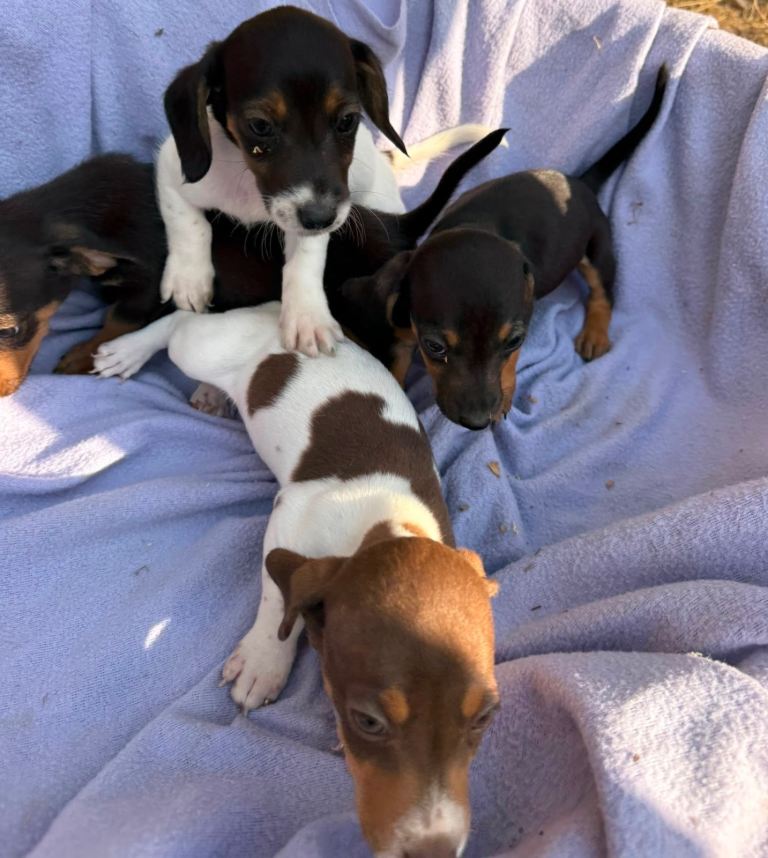 Mini dachshund x jack russell