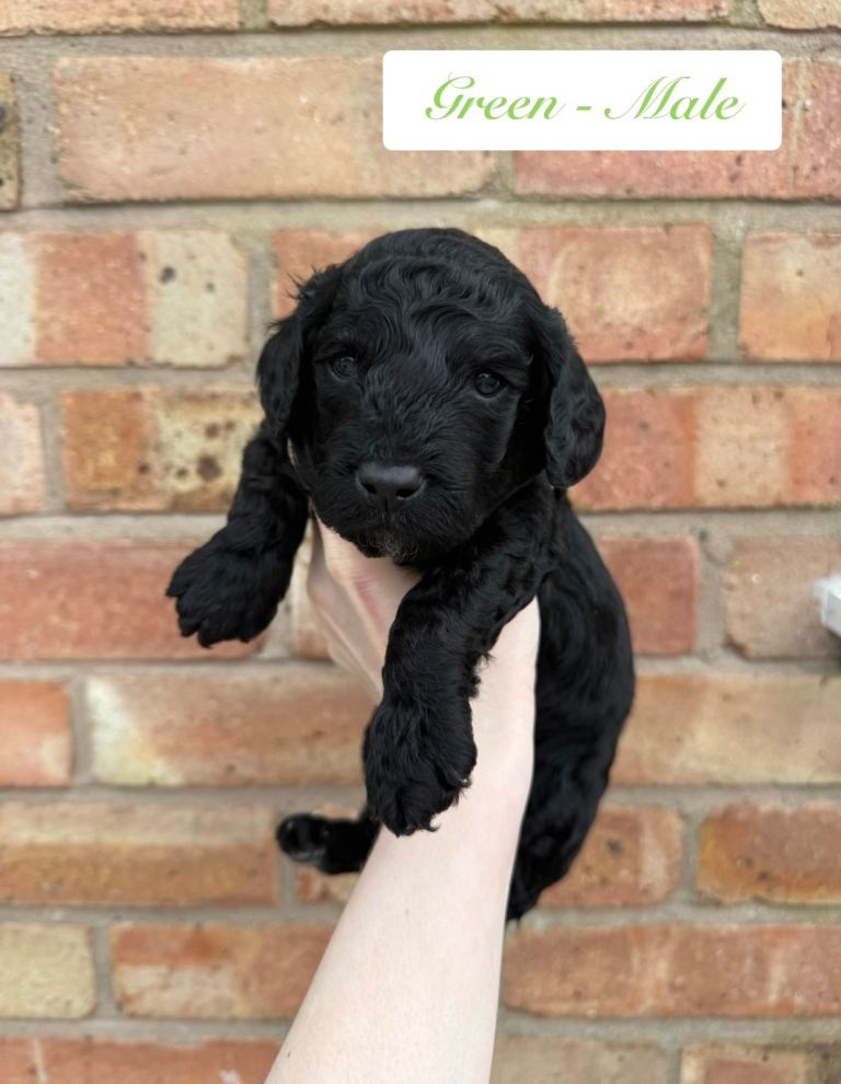 6 miniature cockapoo puppies 