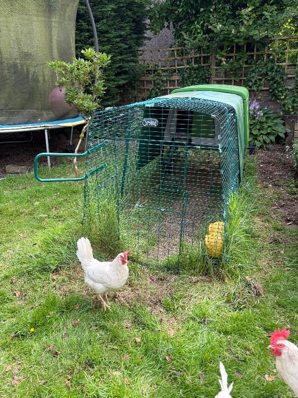 Eglu chicken coop plus extras 