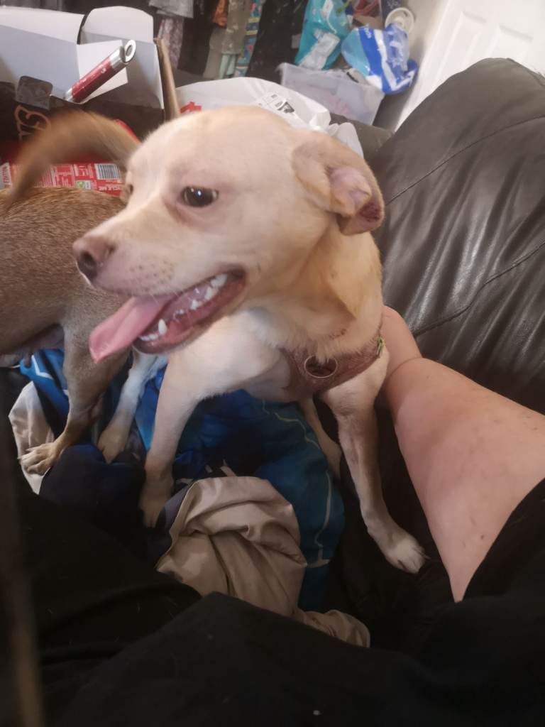 Dog