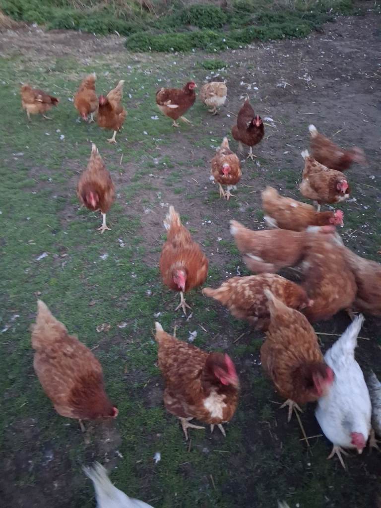 End of lay hens for sale
