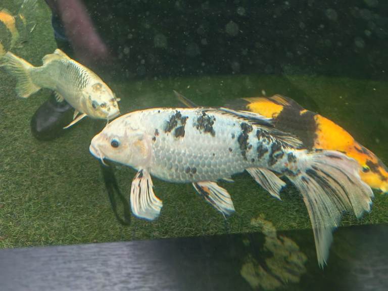 Koi/Shubunkins  For Sale