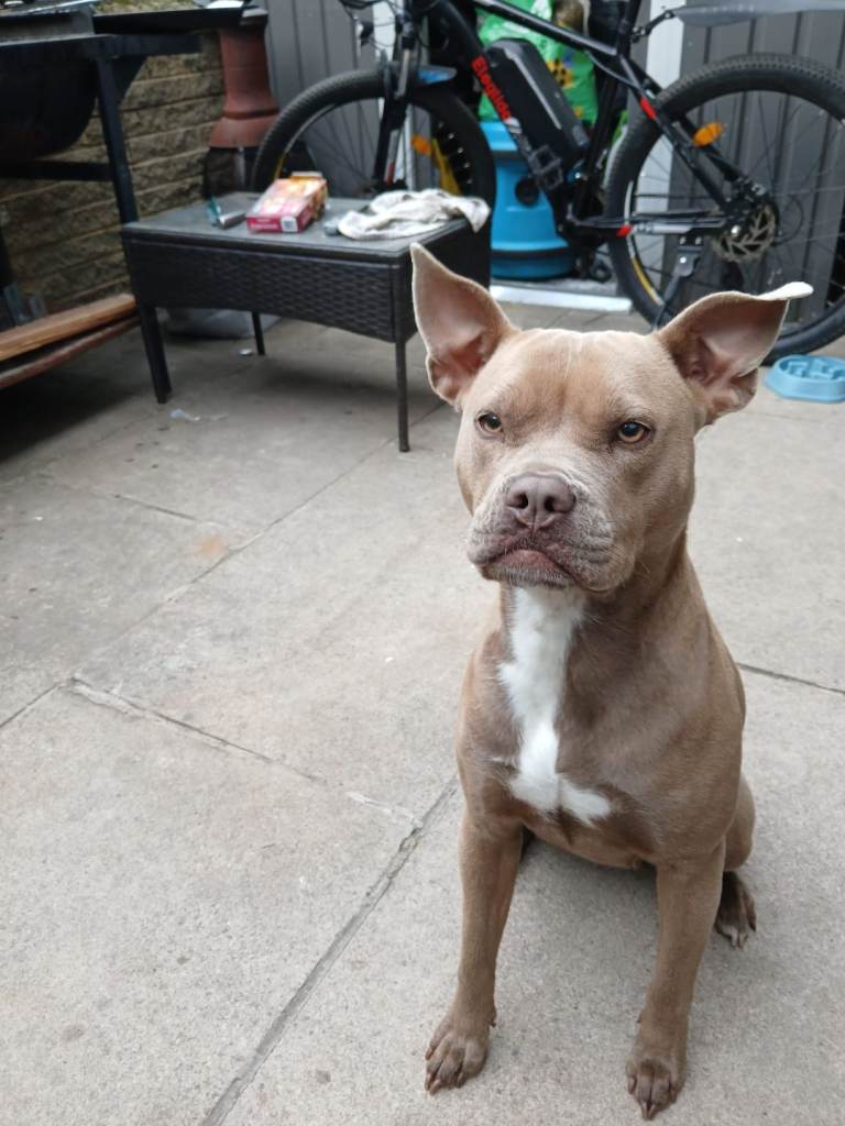 Female staffy cross 