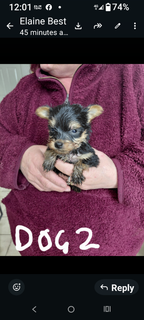 Yorkshire terriers 
