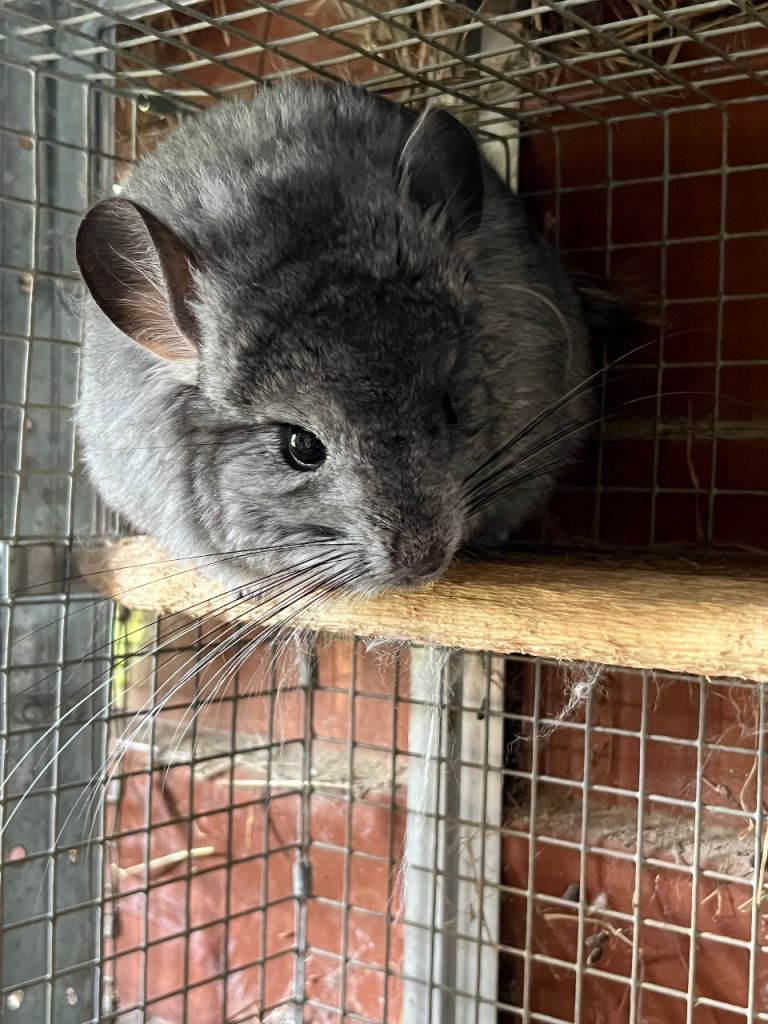 Chinchillas for sale 