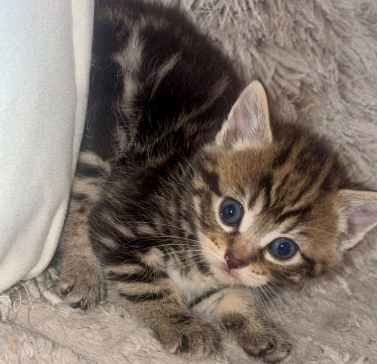 Kittens 