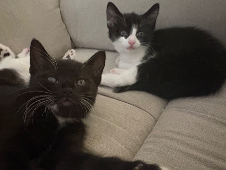 Two male kittens available 