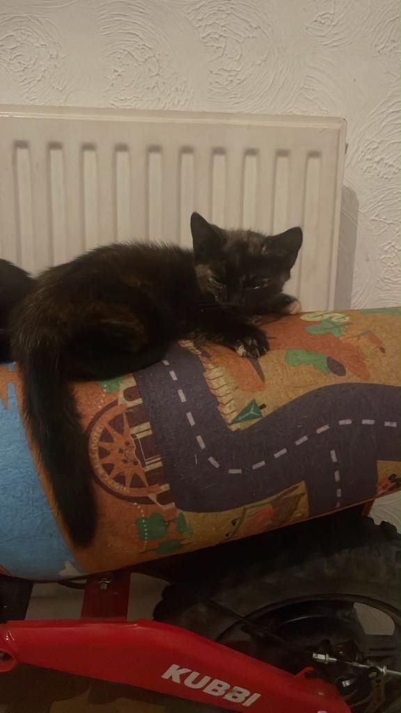 Two lovely kittens 