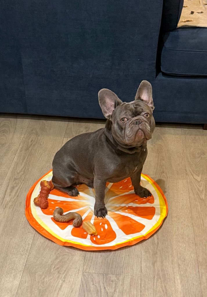 Rehoming French bulldog
