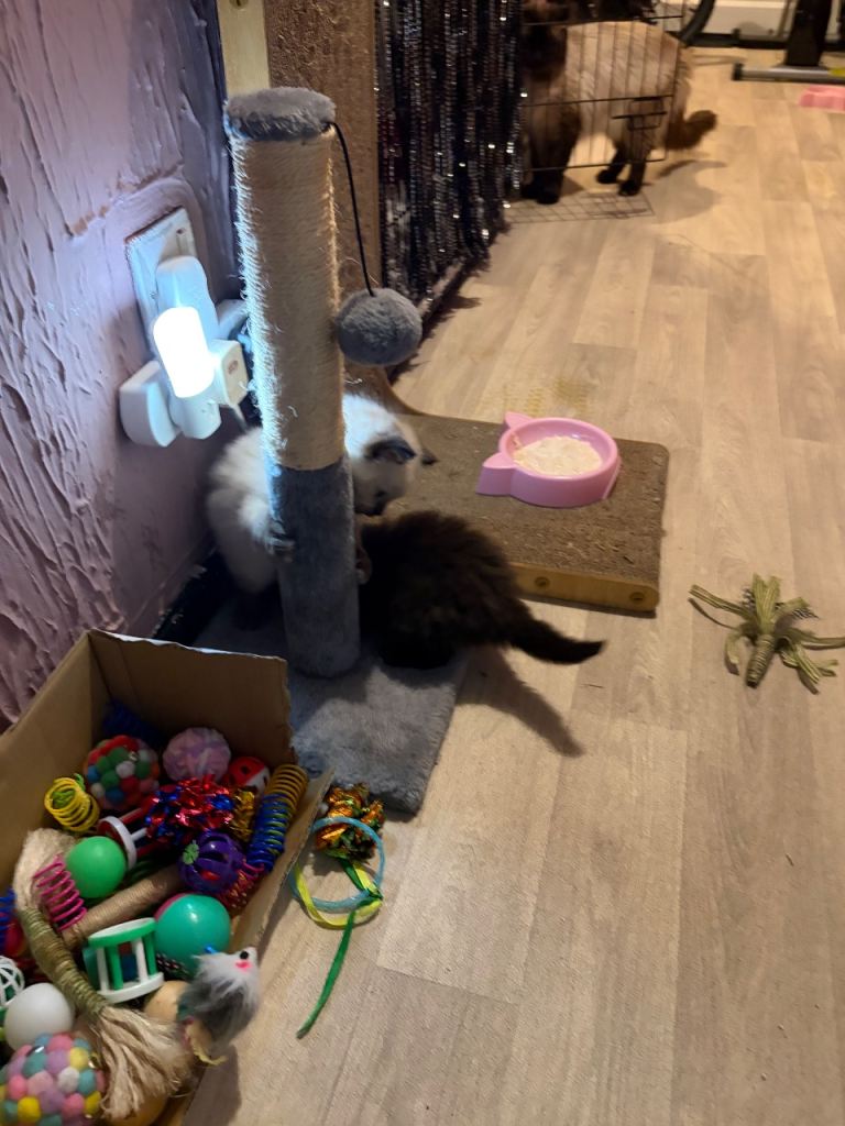  RAGDOLL Kittens for sale 