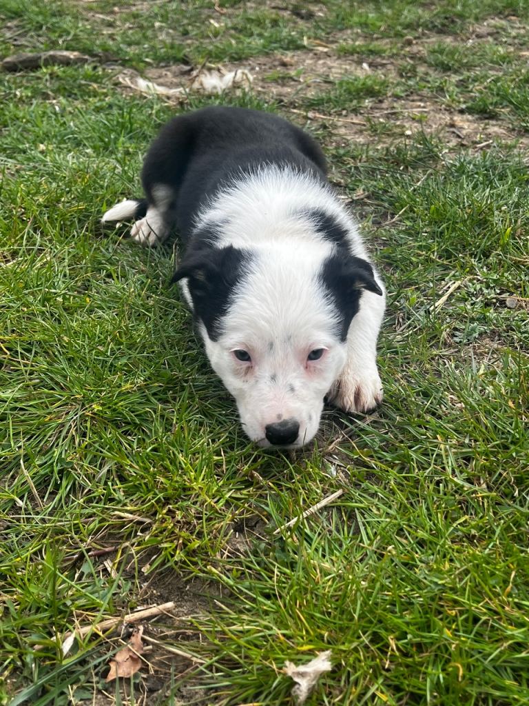 Border collie puppies 