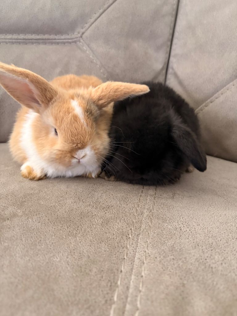 Mini lop rabbits 