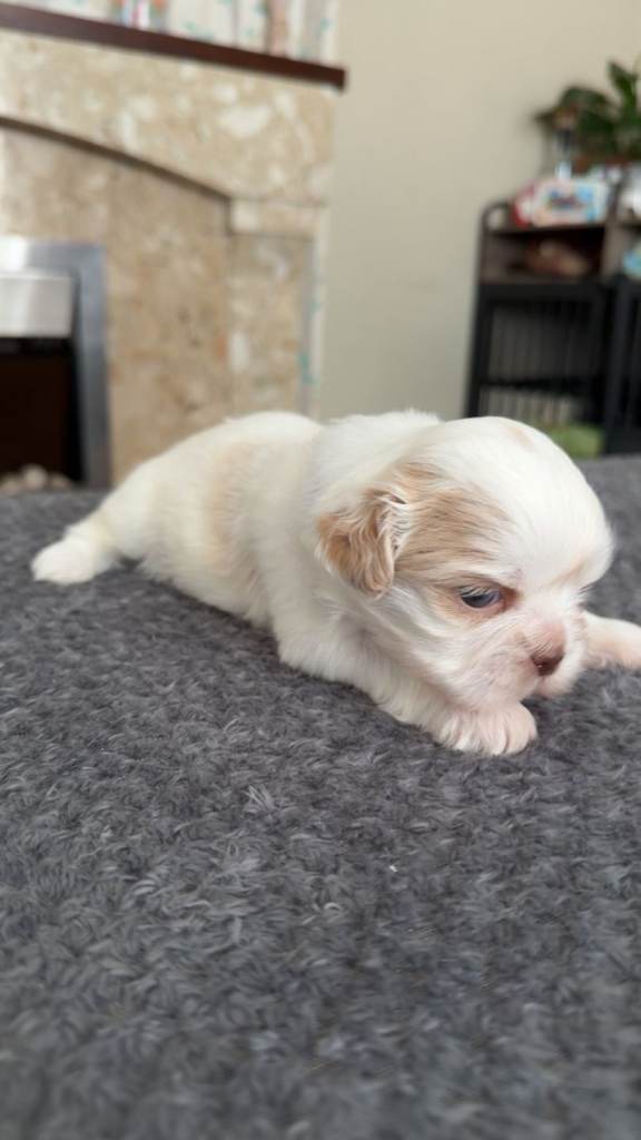 Shitzu pups