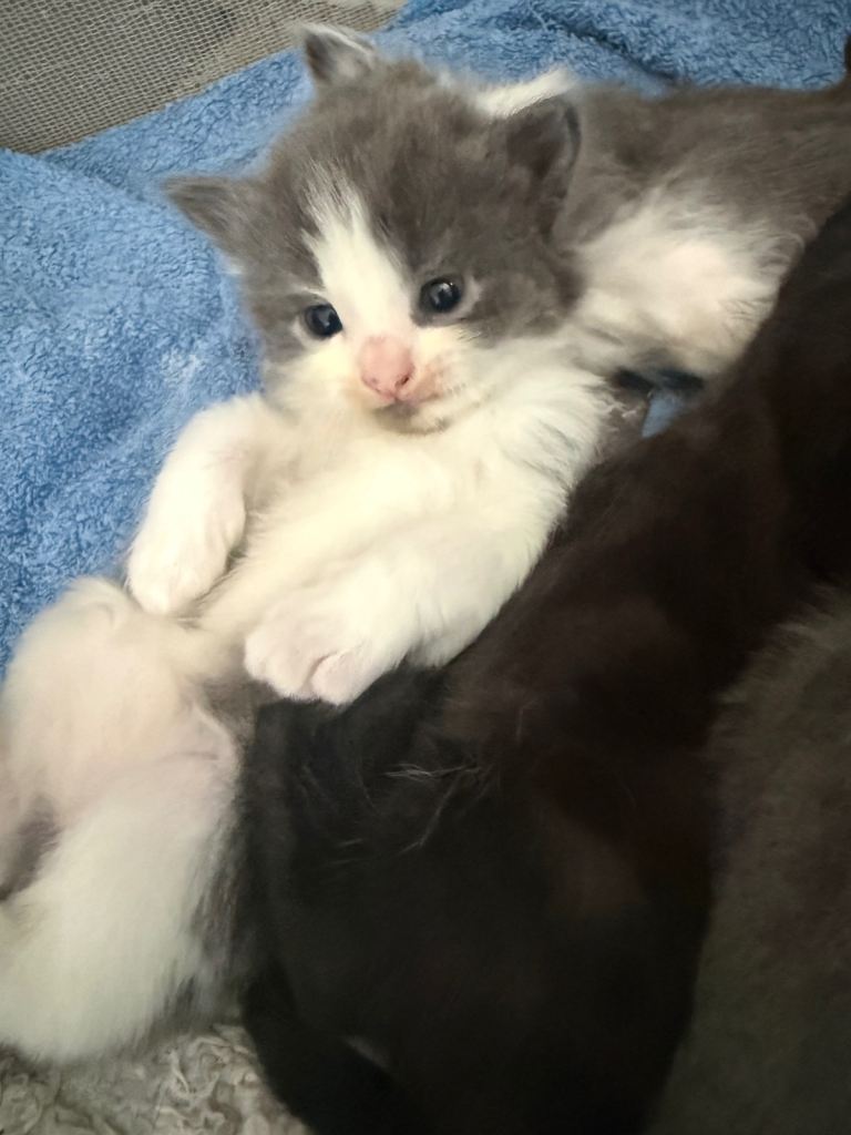 Kittens ready 11th June 