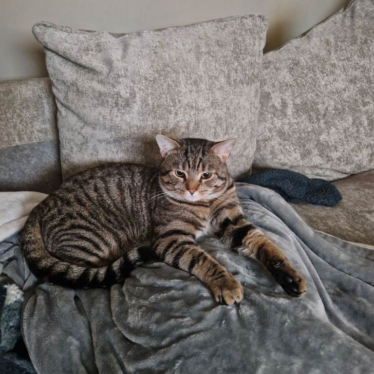 Beautiful 18mth Old Male Cat