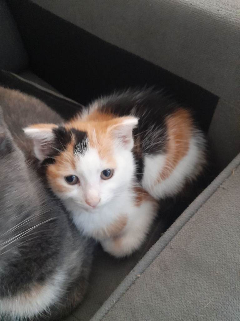 Kittens £40