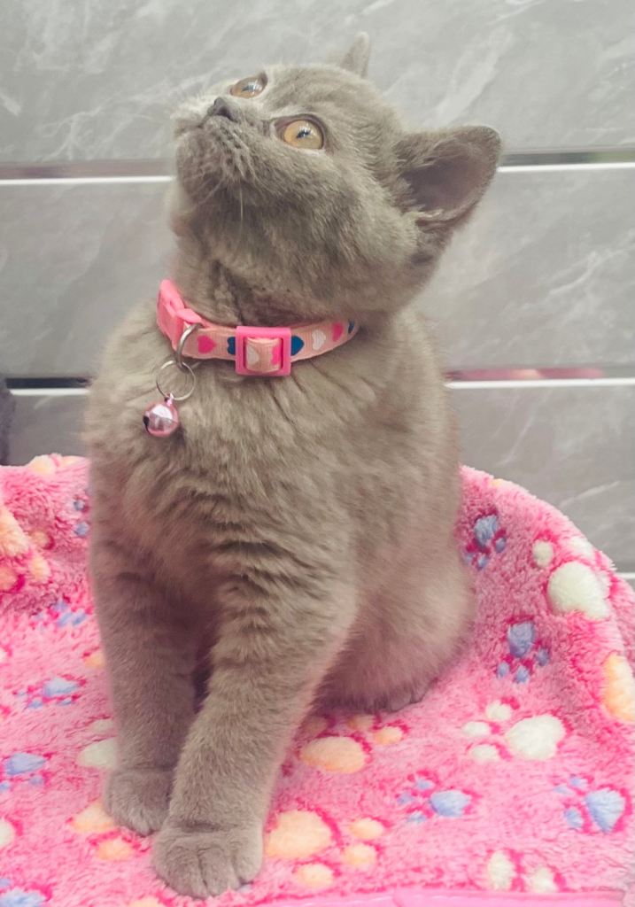 LAST RARE Fawn Lilac British Shorthair Kitten 10 Weeks Old!