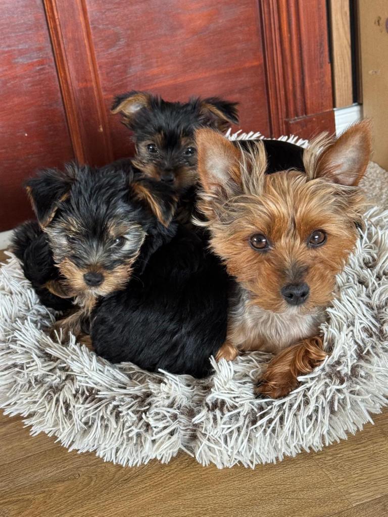Yorkshire Terrier puppies