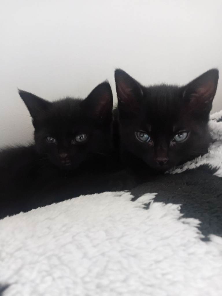 Kittens for sale