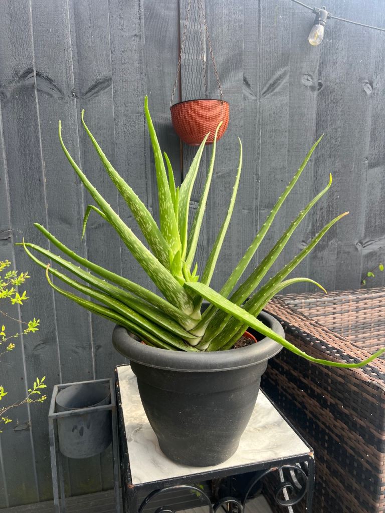 Aloe Vera Plant Large 2ft Indoor Plant and small plants
