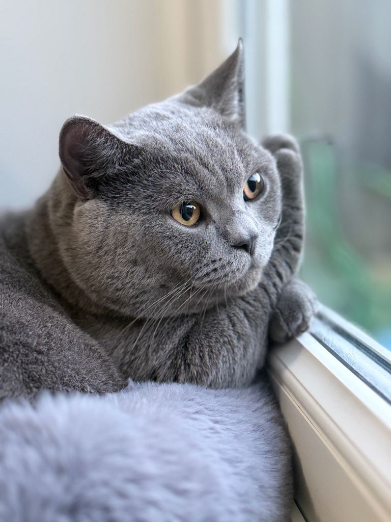 Neutered British Shorthair Boy ( 1 Year Age )