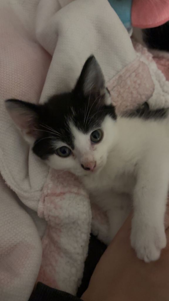 Beautiful little male kitten ready to find his forever home 