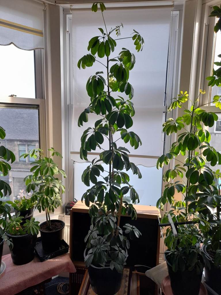 Umbrella Tree Schefflera House Plant 6 Foot/1.8metres Tall