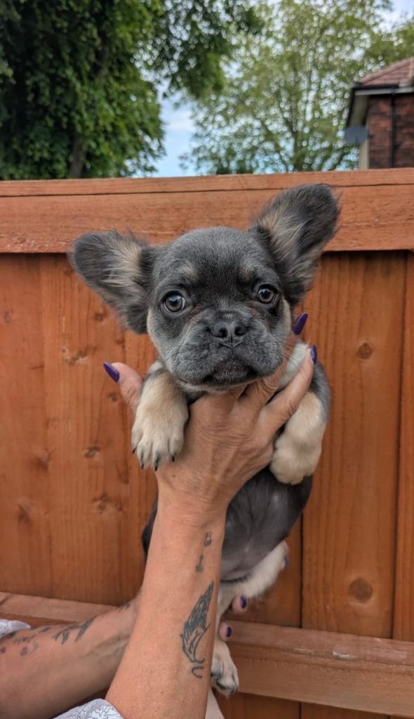 READY NOW Fluffy Girl French Bulldogs pups testable puppy Girls blue tan 