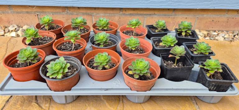 Mid Summer Plant Sale - Buy One Get One Free 
