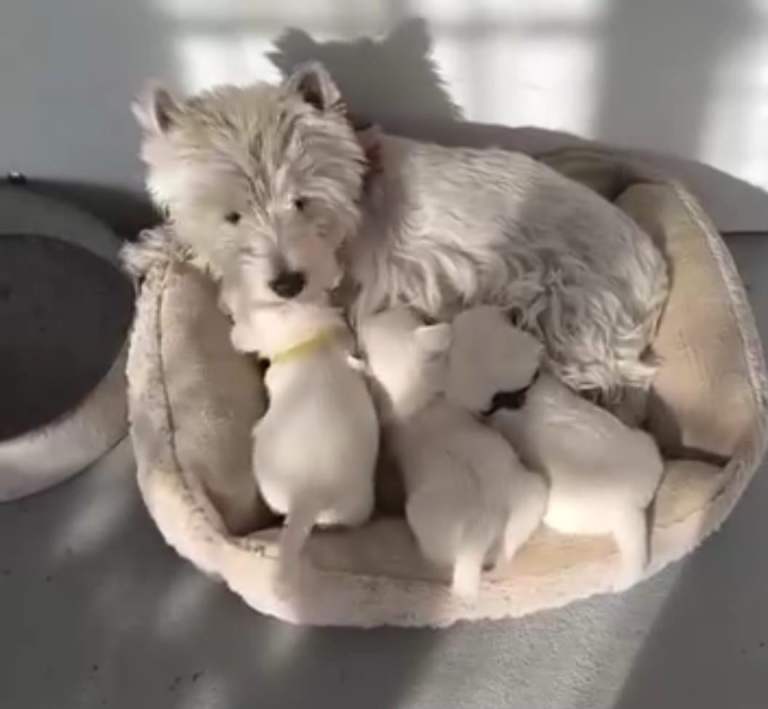 West highland puppies