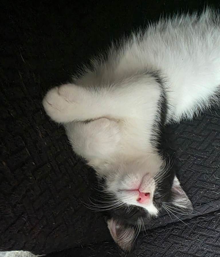 Little kitten for sale